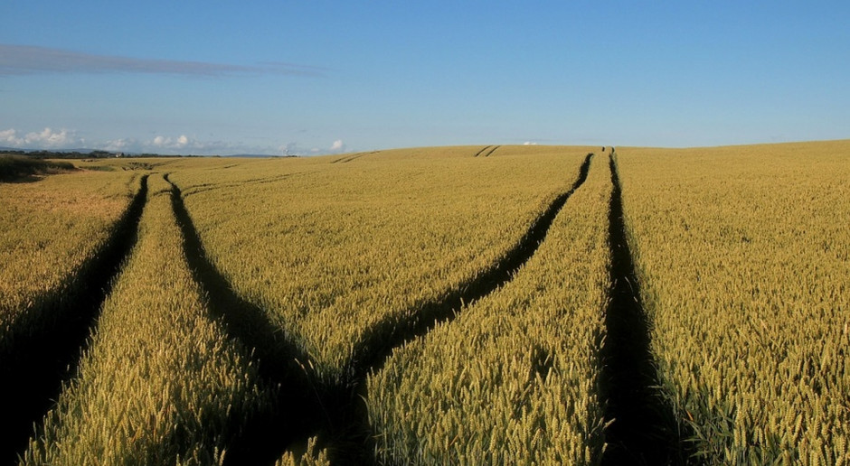 fot. pixabay Groźny import zbóż z Ukrainy, czy nadprodukcja i brak zorganizowania polskich rolników?