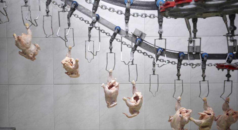 Polska produkuje najwięcej mięsą drobiowego w UE (Fot. Fotolia) Ptasia grypa zagraża polskiemu drobiarstwu