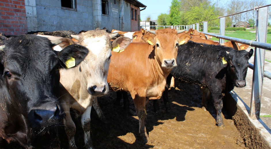 Z pomocy będą mogli skorzystać producenci mleka, którzy zamierzają przestawić produkcję na bydło mięsne; Fot.Ł.Ch. Pomoc dla producentów mleka – dla kogo wsparcie?