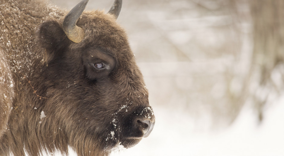 Fot. Shutterstock Bieszczady: Żubry wracają w dolinę górnego Sanu