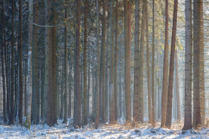W 2016 r. w Nadleśnictwie Białowieża wycięto blisko 7,5 tys. drzew