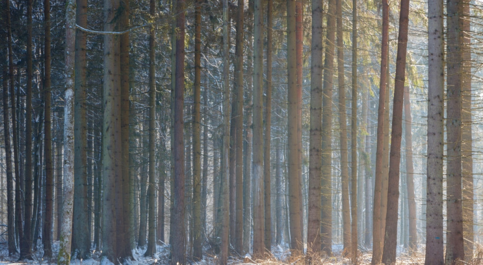 Fot. Shutterstock W 2016 r. w Nadleśnictwie Białowieża wycięto blisko 7,5 tys. drzew