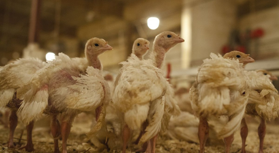 35. ognisko wysoce zjadliwej grypy ptaków podtypu H5N8 u drobiu, które wystąpiło w Polsce, yznaczono w gospodarstwie, w którym hodowanych było 2471 sztuk brojlerów indyczych; Fot. KRD Warmińsko-mazurskie: Wykryto pierwsze w regionie ognisko ptasiej grypy