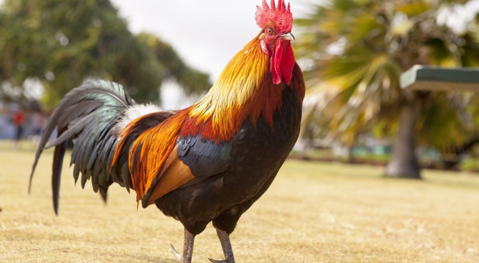 Ograniczenie ryzykyka występienia ptasiej grypy w dużej mierze zależy od nas samych Fot. Pixabay.com Zabezpiecz stado przed ptasią grypą