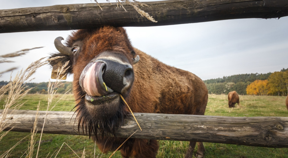 Fot. Shutterstock Potentaci medialni mają w USA... najwięcej ziemi i bizonów
