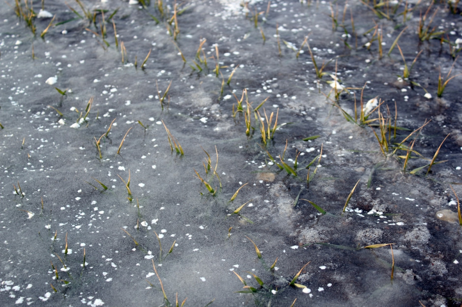 Powstała na polach skorupa lodowa, zwiększa ryzyko wyprzenia roślin; Fot. Anna Kobus