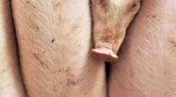 GUS: Pogłowie świń wzrosło o prawie 5 proc.