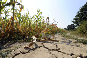 ARiMR: Na początku marca lista rolników ubiegających się o pomoc w związku z klęskami