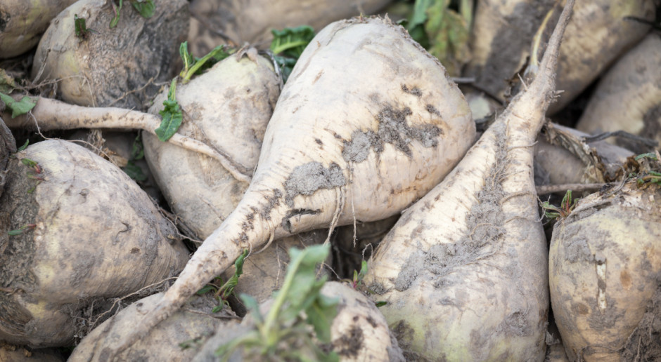 Plantatorzy obawiają się, że będą zmuszeni do likwidacji upraw; Fot. Shutterstock Dyktat na buraki