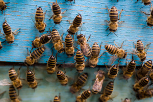 Witek: Bez pszczół nie byłoby życia, dlatego trzeba szanować pszczoły i pszczelarzy