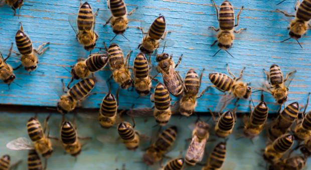 MRiRW: Powstanie zespół doradczy ds. pszczelarstwa