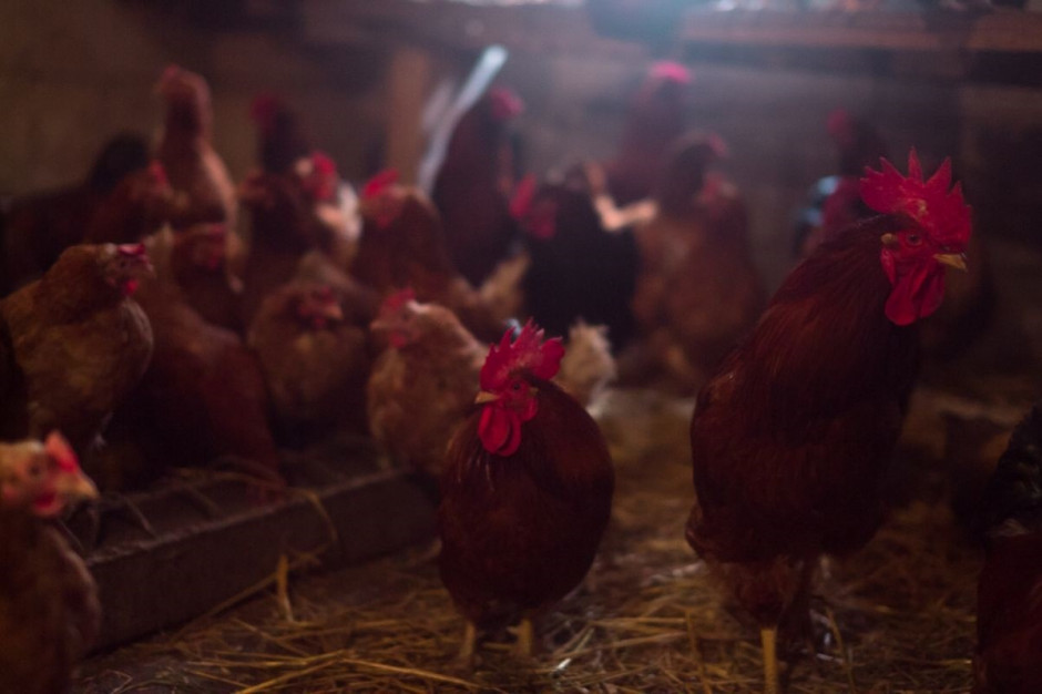 Niderlandy: Stosunkowo mniej stracili na pandemii producenci drobiu i jaj dostarczający je do supermarketów; Fot. Shutterstock
