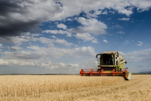 Białoruś: Mniejsze zbiory zbóż w 2016 r.