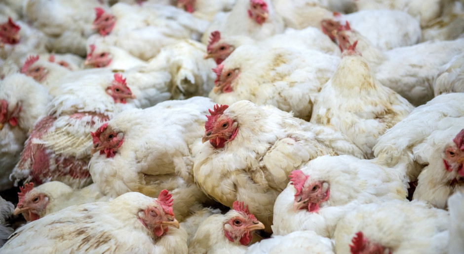 Fot. Shutterstock Rosja zapowiada zakaz wwozu produktów drobiowych i karm m.in. z Polski