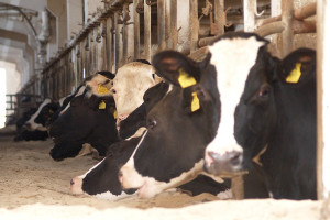 Czy będą krowy odporne na gruźlicę?