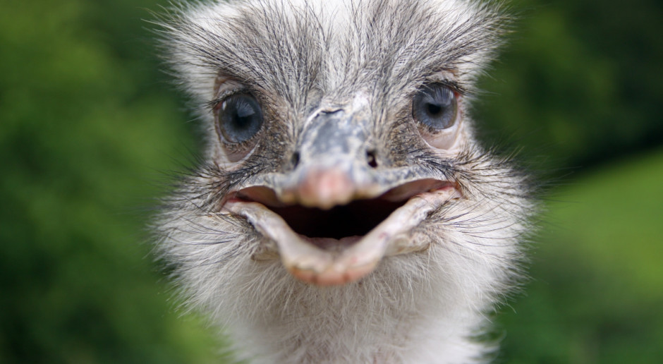 Fot. Shutterstock Uwaga na... nandu