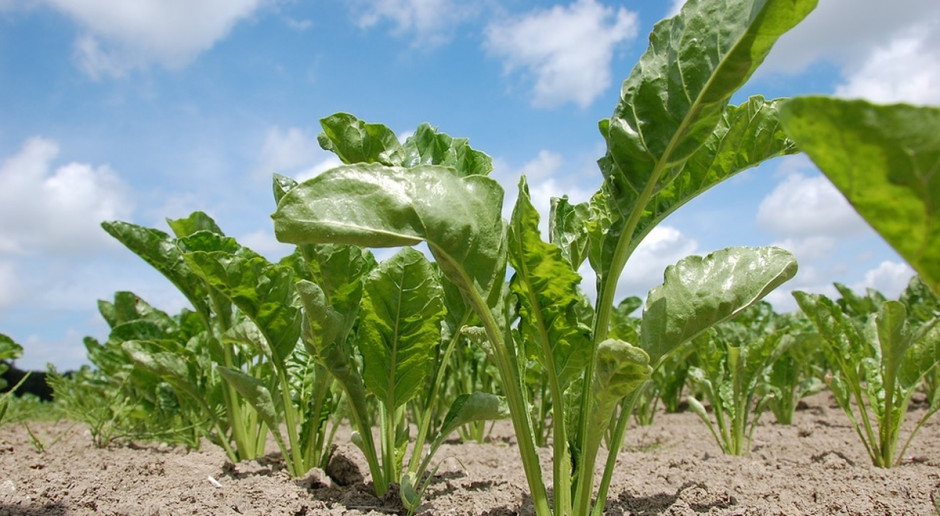 fot. pixabay Plantatorzy buraka będą pikietować pod KPRM