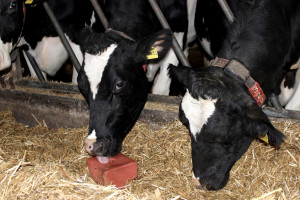 Suplementacja mineralno – witaminowa bydła: Selen