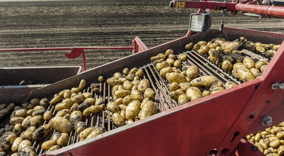 W ministerstwie rolnictwa trwają prace nad przepisami, które mają poprawić sytuację plantatorów ziemniaka, fot. Shutterstock Możliwe większe wsparcie dla plantatorów ziemniaków