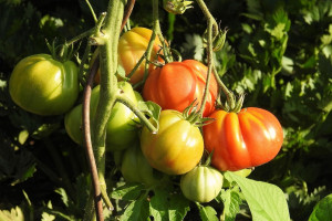 Rumunia chce osiągnąć samowystarczalność w produkcji pomidorów