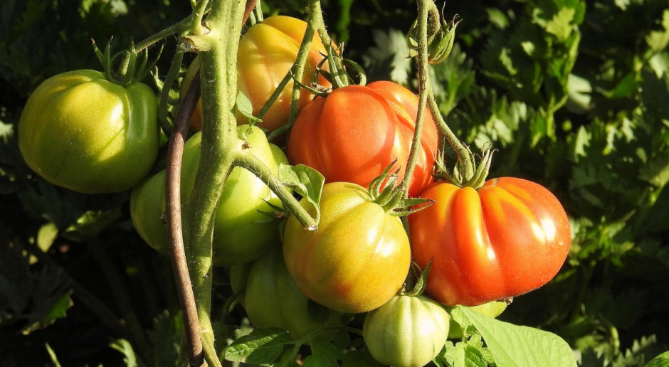 Rumunia chce osiągąć samowystarczalność w produkcji pomidorów (Fot.pixabay.com) Rumunia chce osiągnąć samowystarczalność w produkcji pomidorów