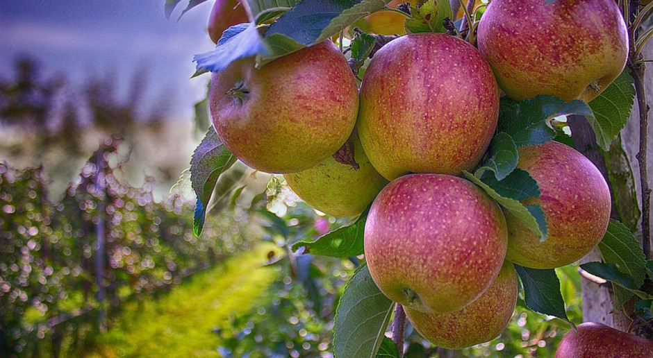 fot. pixabay Urzędnik zawinił, grupy producenckie cierpią?