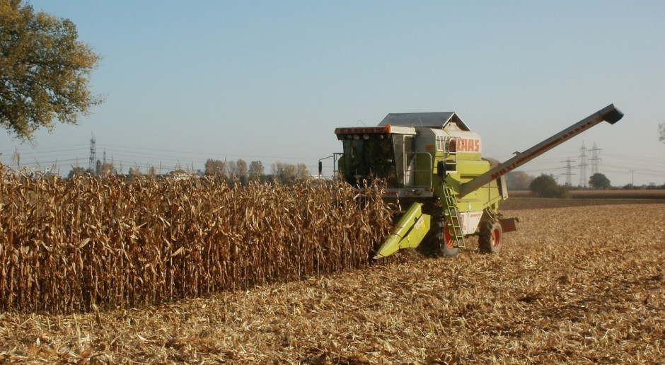 USDA: Podwyższona została prognoza zbiorów kukurydzy w Meksyku i na Ukrainie (Fot.pixabay.com) USDA: Mniej pszenicy, więcej zbóż paszowych w sezonie 2016/2017