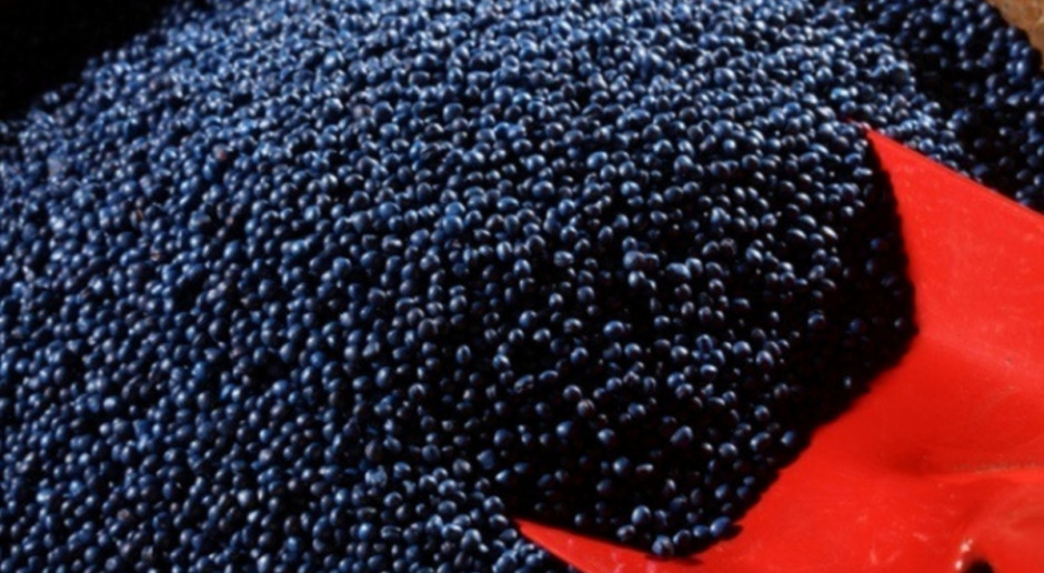UE: Import rzepaku od stycznia do lipca 2016 r. zmniejszył się o 9,8 proc. do 1,74 mln ton (Fot Shutterstock) UE: Mniejszy import nasion oleistych i śrut oleistych