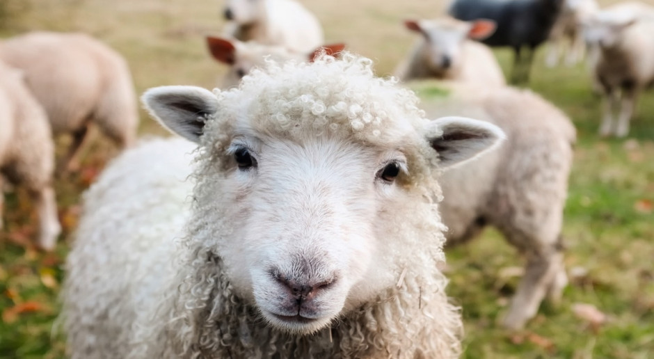 KE: W 2017 r. w UE uboje owiec bez zmian, ceny nieco niższe