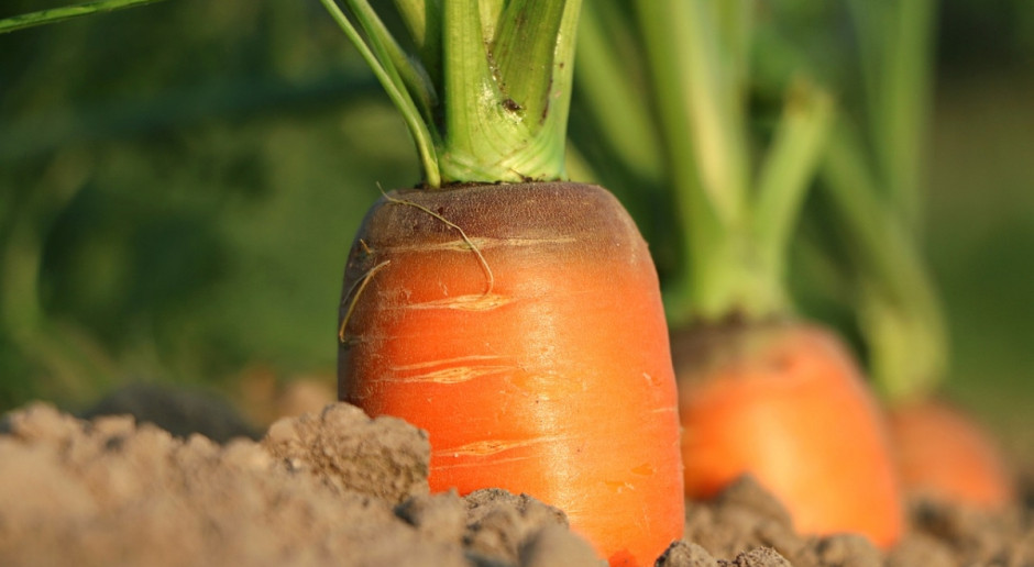 UE: Niepewne zaopatrzenie w warzywa 
