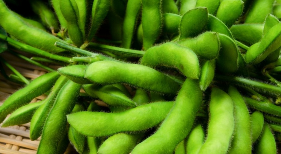 Na Ukrainie ma nastąpić dalszy wzrost produkcji soi; Fot. Shutterstock Ukraina zwiększy produkcję soi