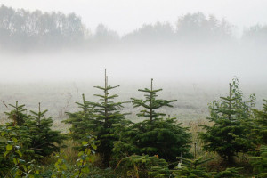 Kowalczyk: Leśnicy sadzą rocznie 500 mln drzew