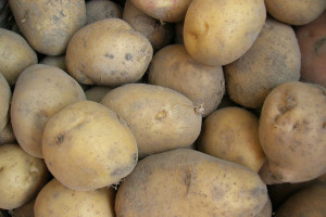 GUS: W styczniu większość produktów rolnych podrożała - najbardziej ziemniaki