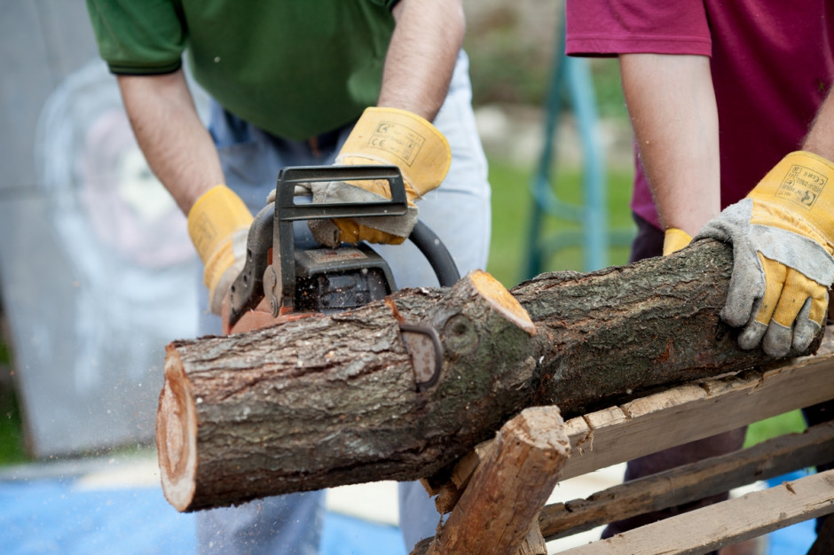 Kiedy samodzielna wycinka lub usunięcia powalonego drzewa na posesji nie wymaga wcześniejszego zgłoszenia? Foto. Shutterstock