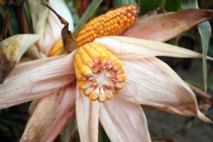 Kukurydza: 24 nowe odmiany w KR
