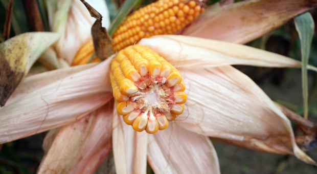 Kukurydza: 24 nowe odmiany w KR