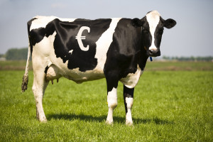 Dobrostan wypasanych krów mlecznych może realizować się pod wiatą