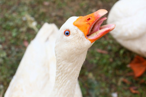 Wielkopolskie: Ptasia grypa atakuje gęsi reprodukcyjne