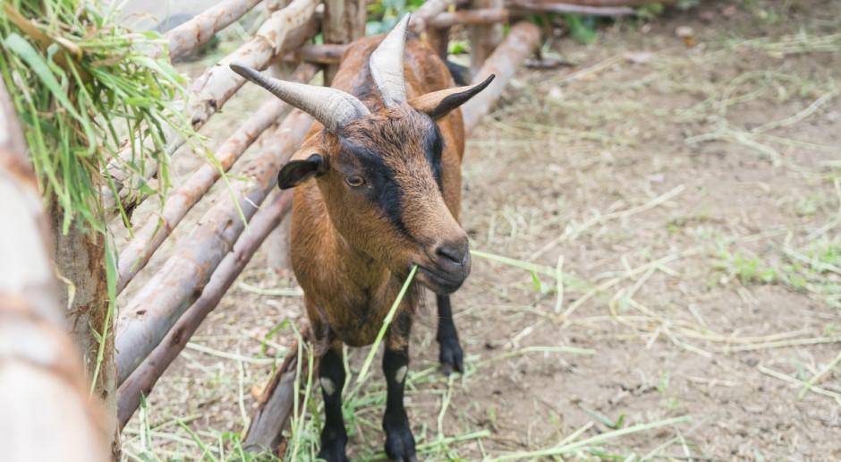 W miasteczku na Sycylii koza pracuje jako ogrodnik