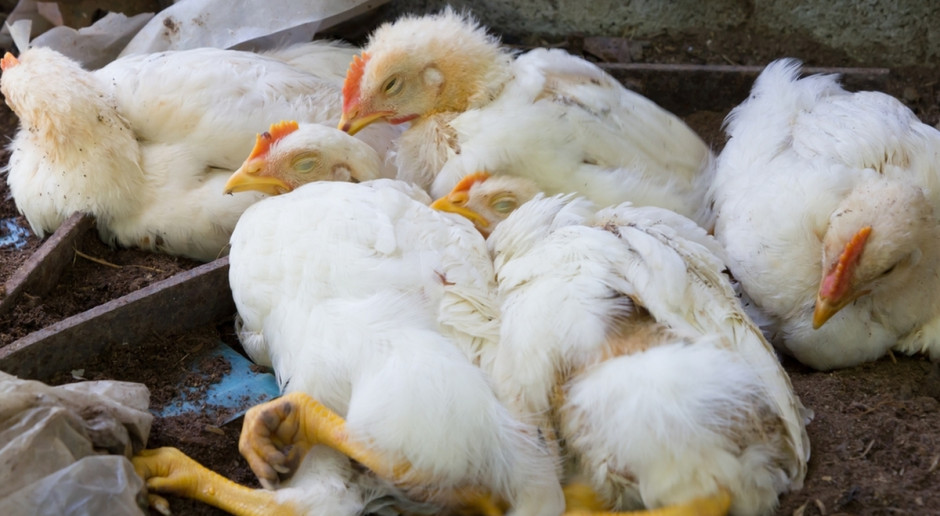 Lubuskie: Na finiszu walka z epidemią ptasiej grypy