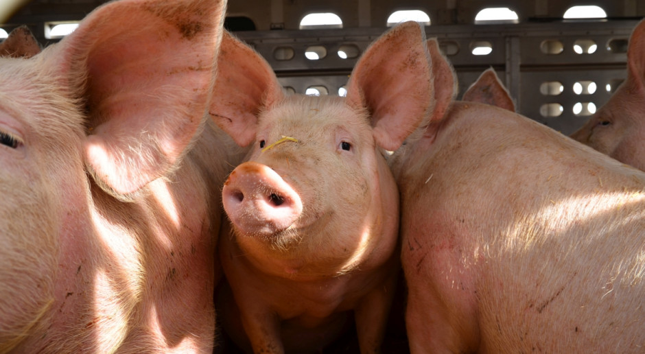 UE: Stabilizacja cen świń rzeźnych