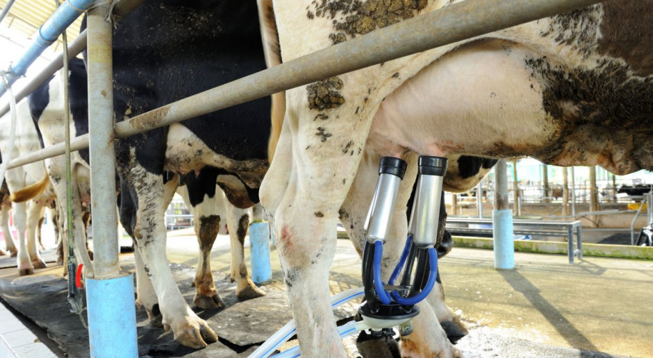 Mleczarze: niepokojąca sytuacja na rynku mleka