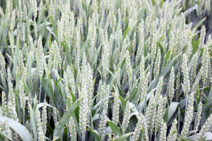 Nowe odmiany zbóż ozimych w KR