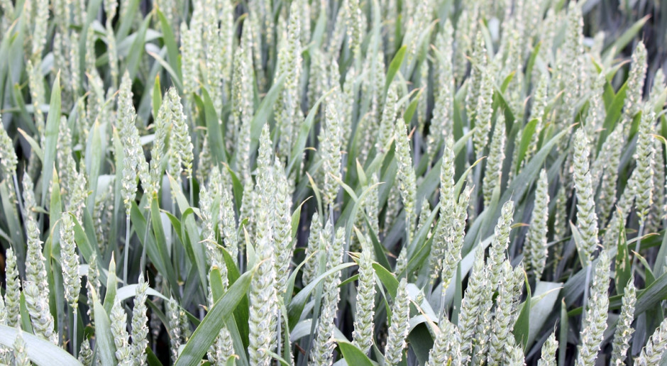 Nowe odmiany zbóż ozimych w KR