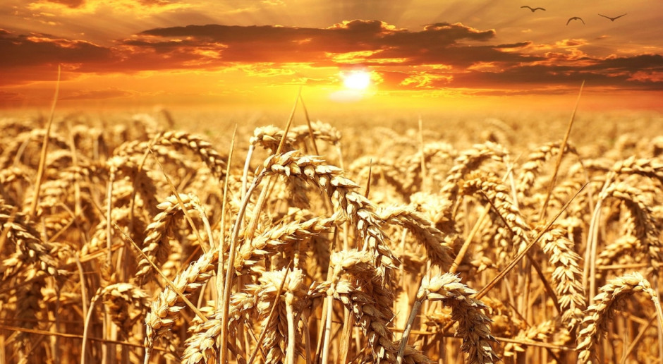 Rosja oczekuje dużych zbiorów zbóż