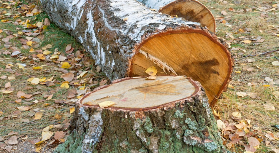 fot. Shutterstock Dlaczego rolnik przy wycince drzew traktowany jest jak prowadzący działalność gospodarczą?