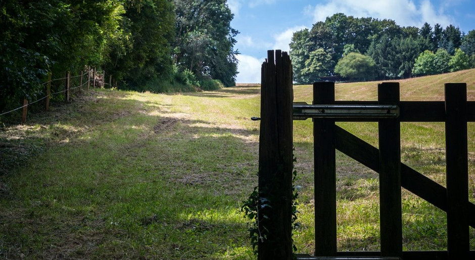 fot. Pixabay Kiedy rolnik wycina drzewo, bo przywraca grunt do użytkowania?