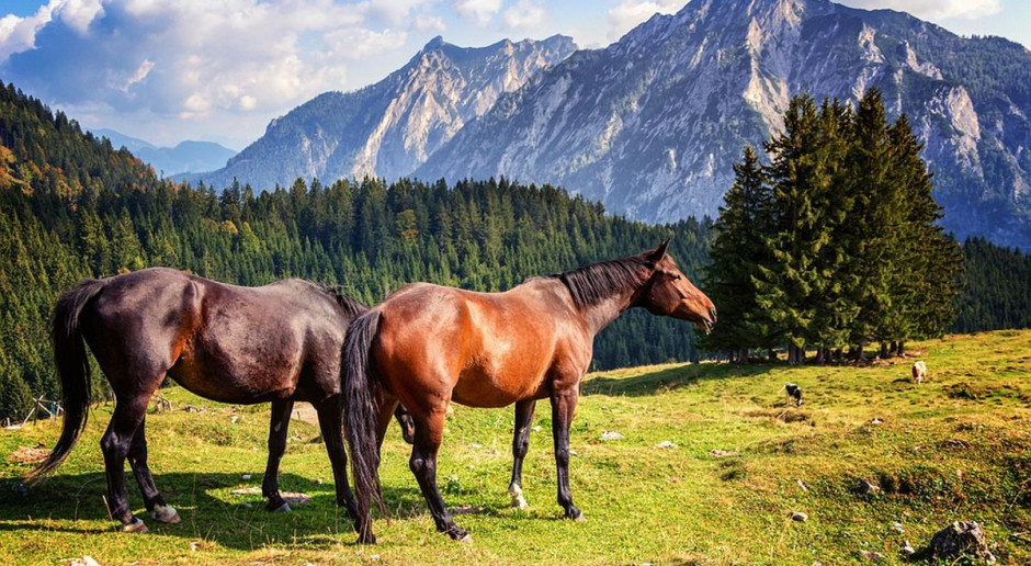 Dofinansowanie inwestycji z PROW na obszarach Natura 2000 może wynieść do 500 tys. zł; fot. Pixabay Będą inwestycje na obszarach Natura 2000 w ramach PROW