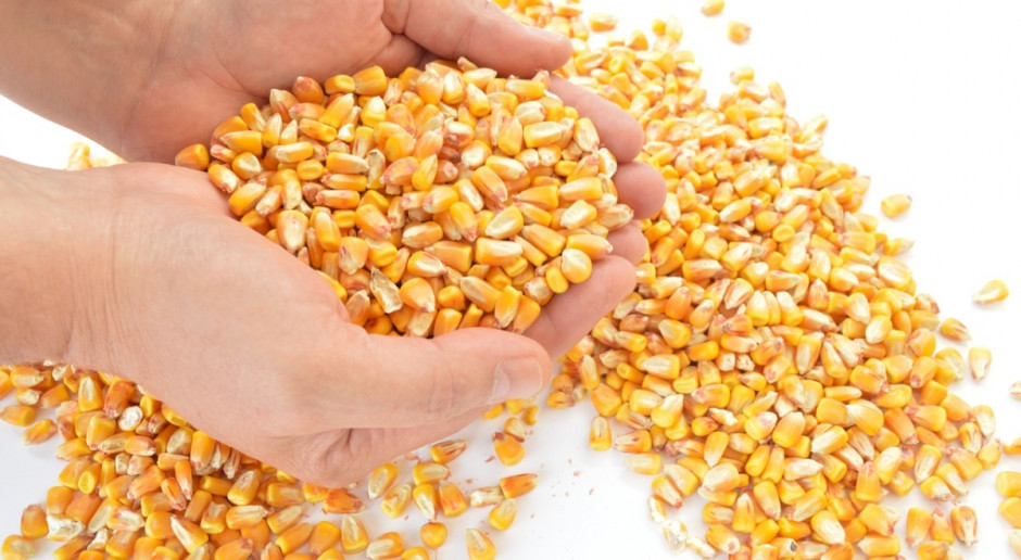 FAO: Sytuacja na światowym rynku zbóż