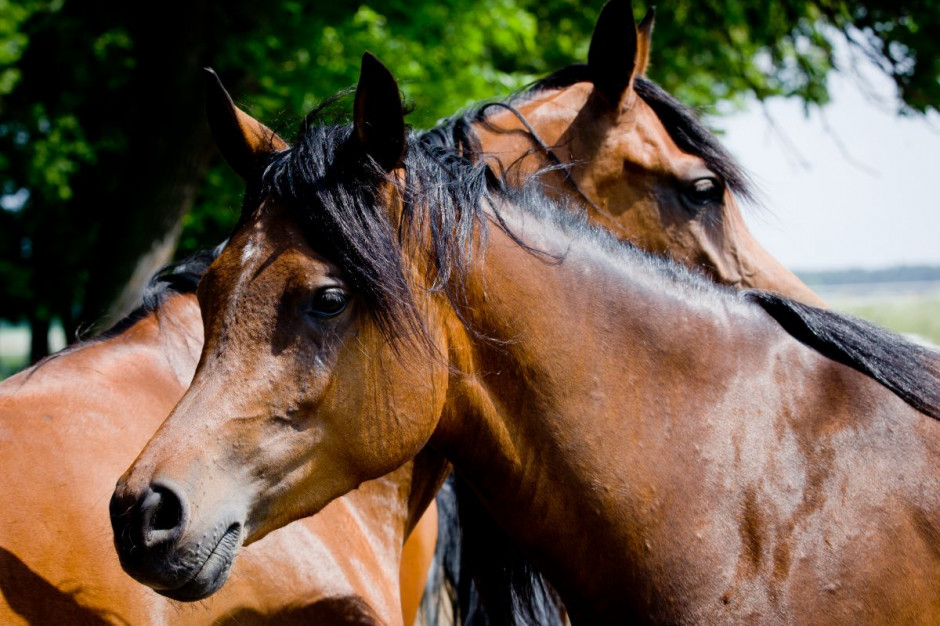 NIK przygotowuje zawiadomienie do prokuratury w sprawie niedozwolonego znakowania koni, fot. Shutterstock